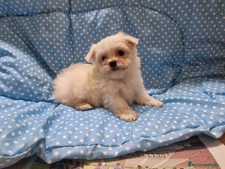 Bichón Maltés perros Bichon Maltes - Anuncio 5