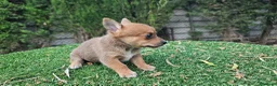 Raza Mixta perros en venta: Mini ponchyss  - Anuncio 3