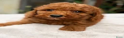 Caniche Enano perros en venta: CANICHE ROJO INTENSO - Anuncio 3