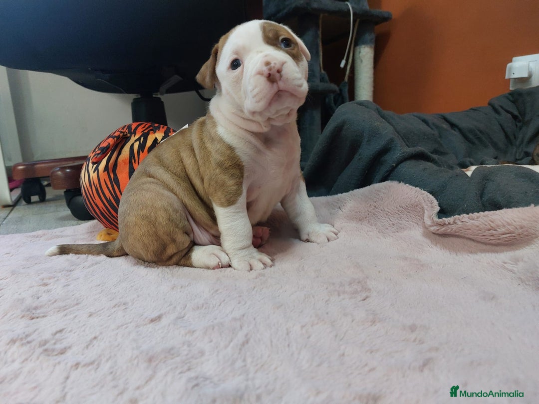 American Staffordshire-Terrier perros en venta: Última pareja de american stanfor!! - Imagen 7