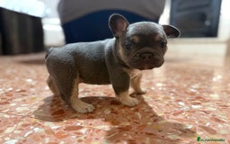 Bulldog Francés perros en venta: Bulldog francés  - Imagen 1