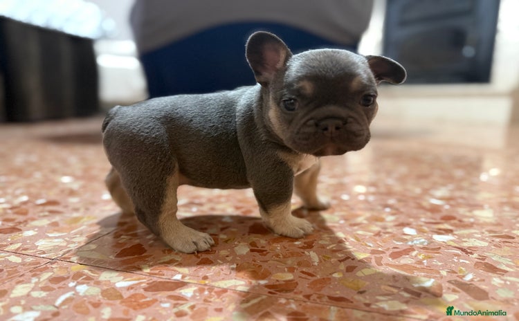 Bulldog Francés perros - Anuncio 1