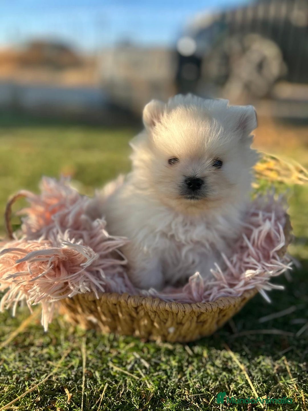 Pomerania perros en venta: Pomerania top del Valle  - Imagen 3
