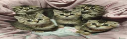 Británico de Pelo Corto gatos en venta: British short hair golden-tabby en Valencia - Anuncio 1