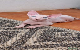 Sphynx gatos en venta: Preciosa camada lista para entregar  - Imagen 1