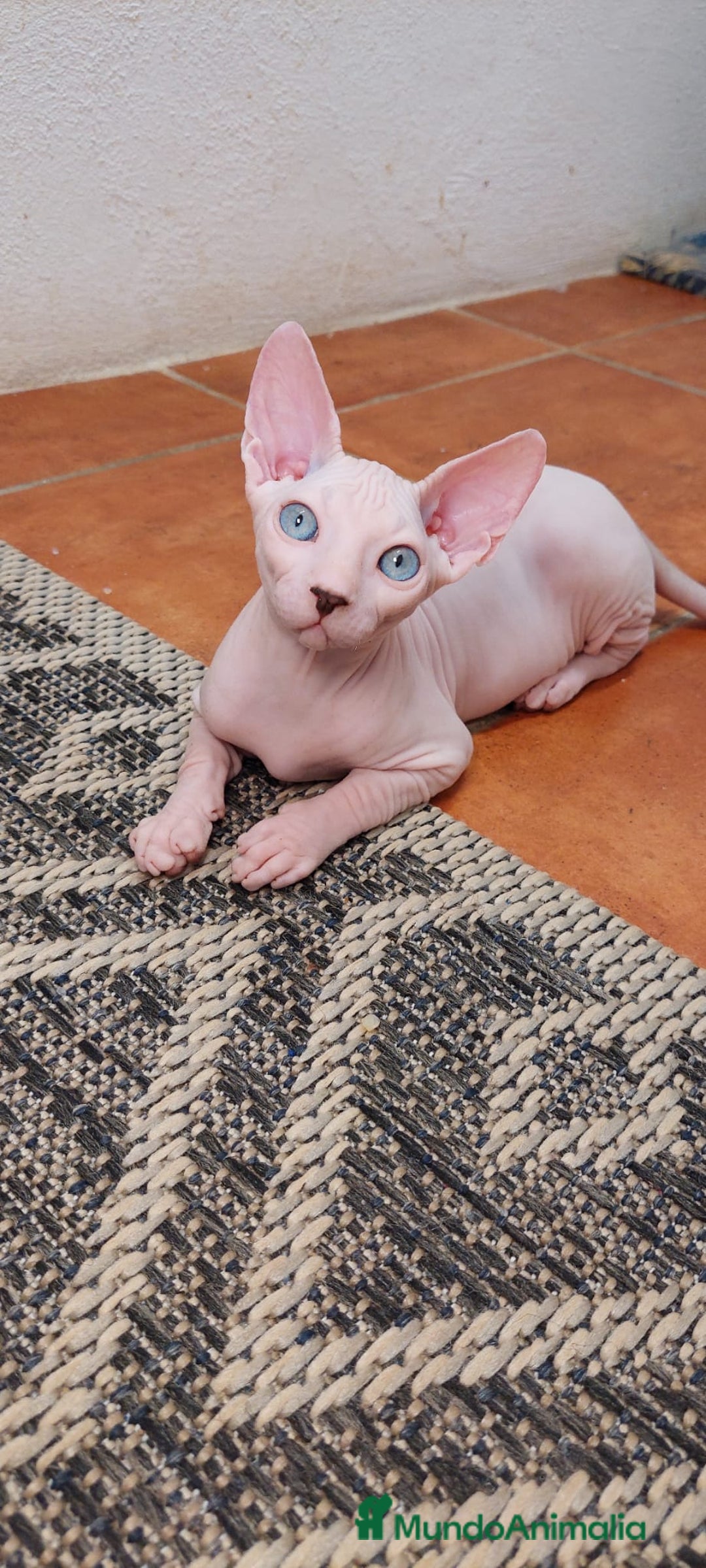 Sphynx gatos en venta: Preciosa camada lista para entregar  - Imagen 1