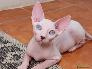 Sphynx gatos - Anuncio 2