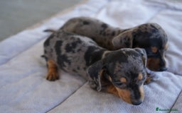 Teckel Miniatura perros en venta: 🐾 Rafaela y Molly – Teckel miniatura merlé🌌 - Imagen 4