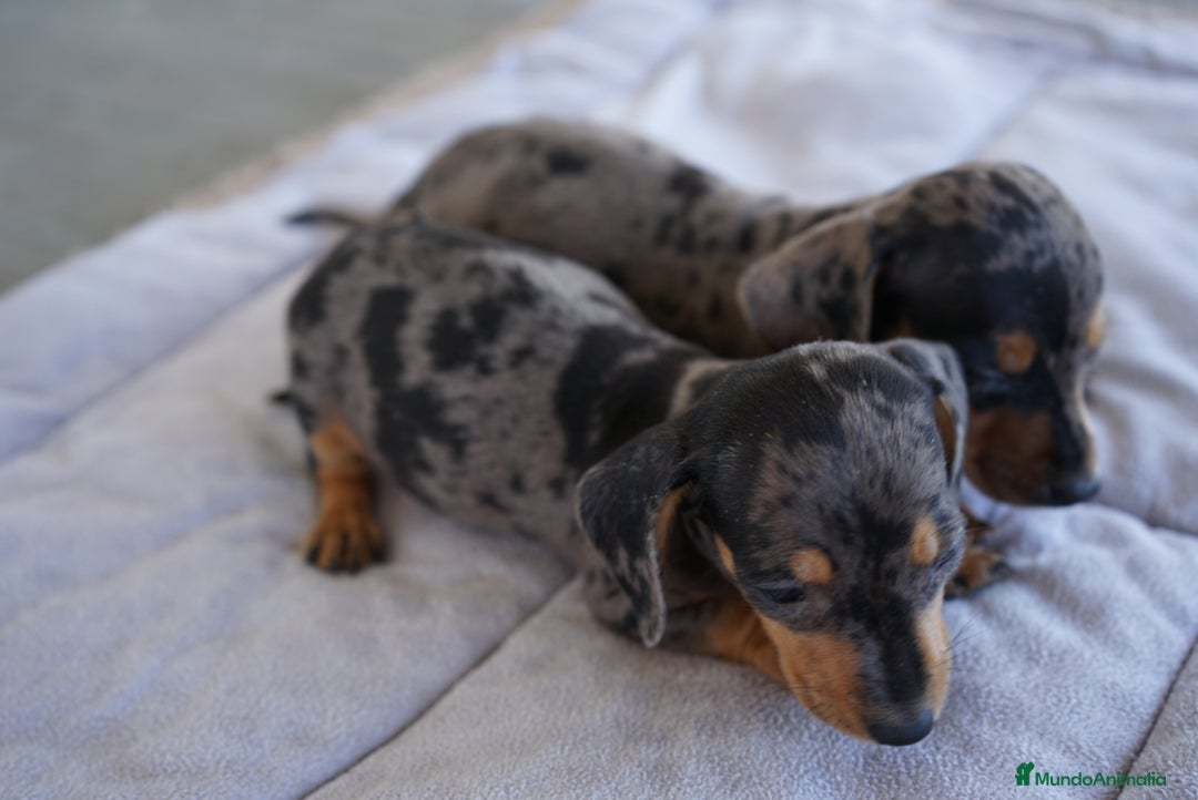 Teckel Miniatura perros en venta: 🐾 Rafaela y Molly – Teckel miniatura merlé🌌 - Imagen 4