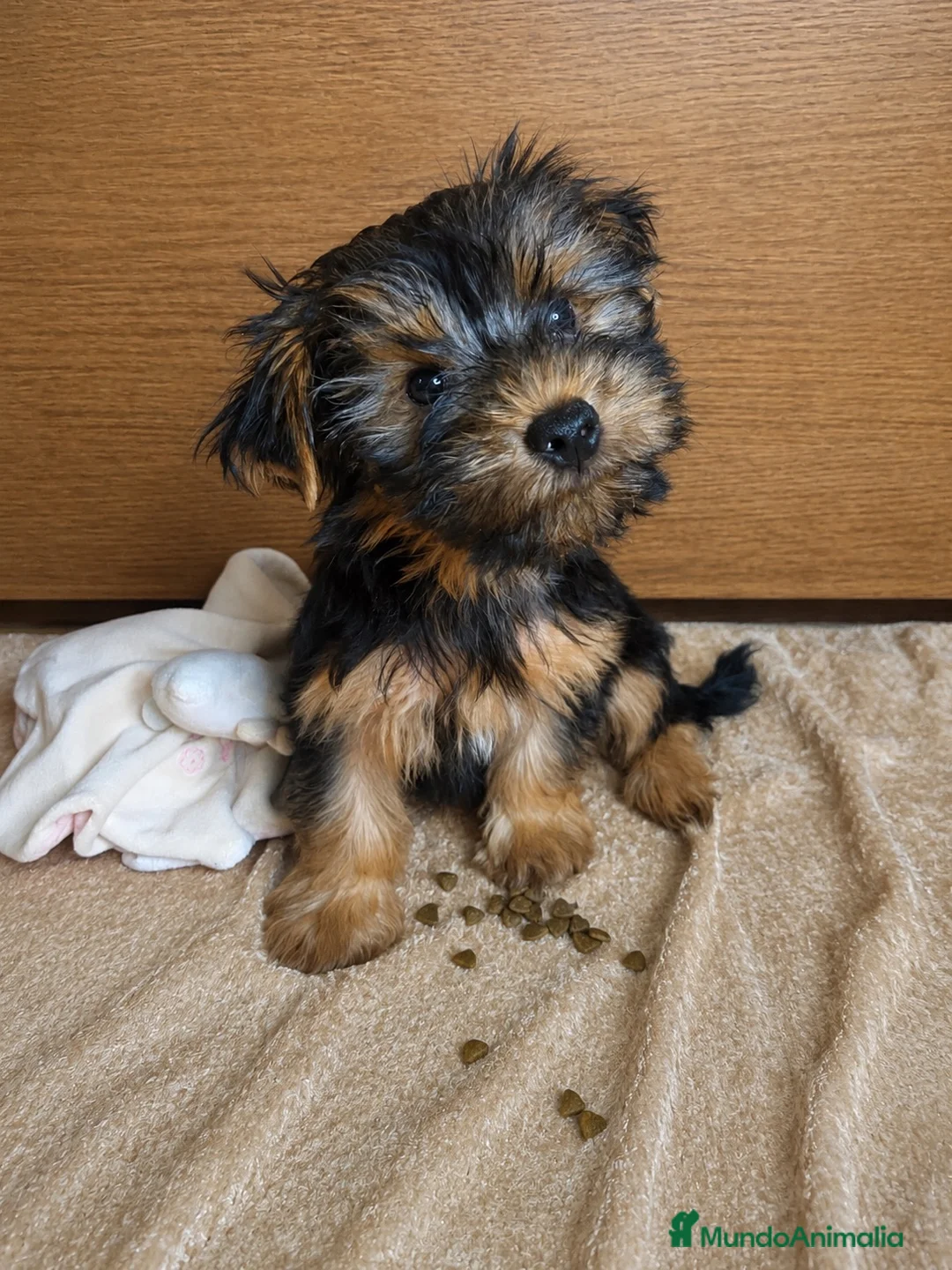 Yorkshire Terrier perros en venta: Niños de Yorkshire Terrier🩵 - Anuncio 2