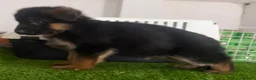 Pastor Alemán perros en venta: Cachorros pastor alemán Negro Sólido Negro Fuego  - Anuncio 4