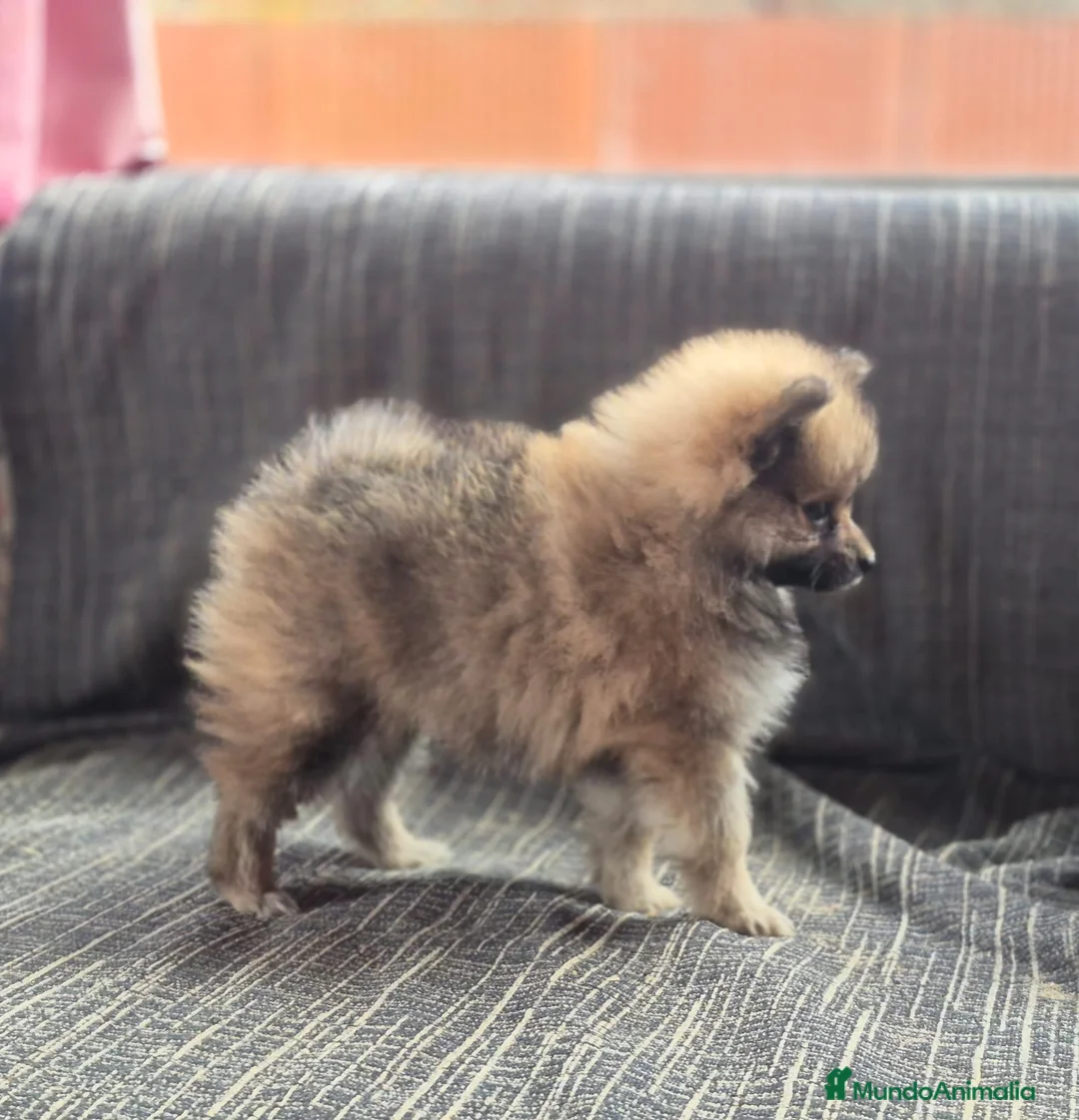 Pomerania perros en venta: Cachorritos de Pomerania  - Anuncio 2