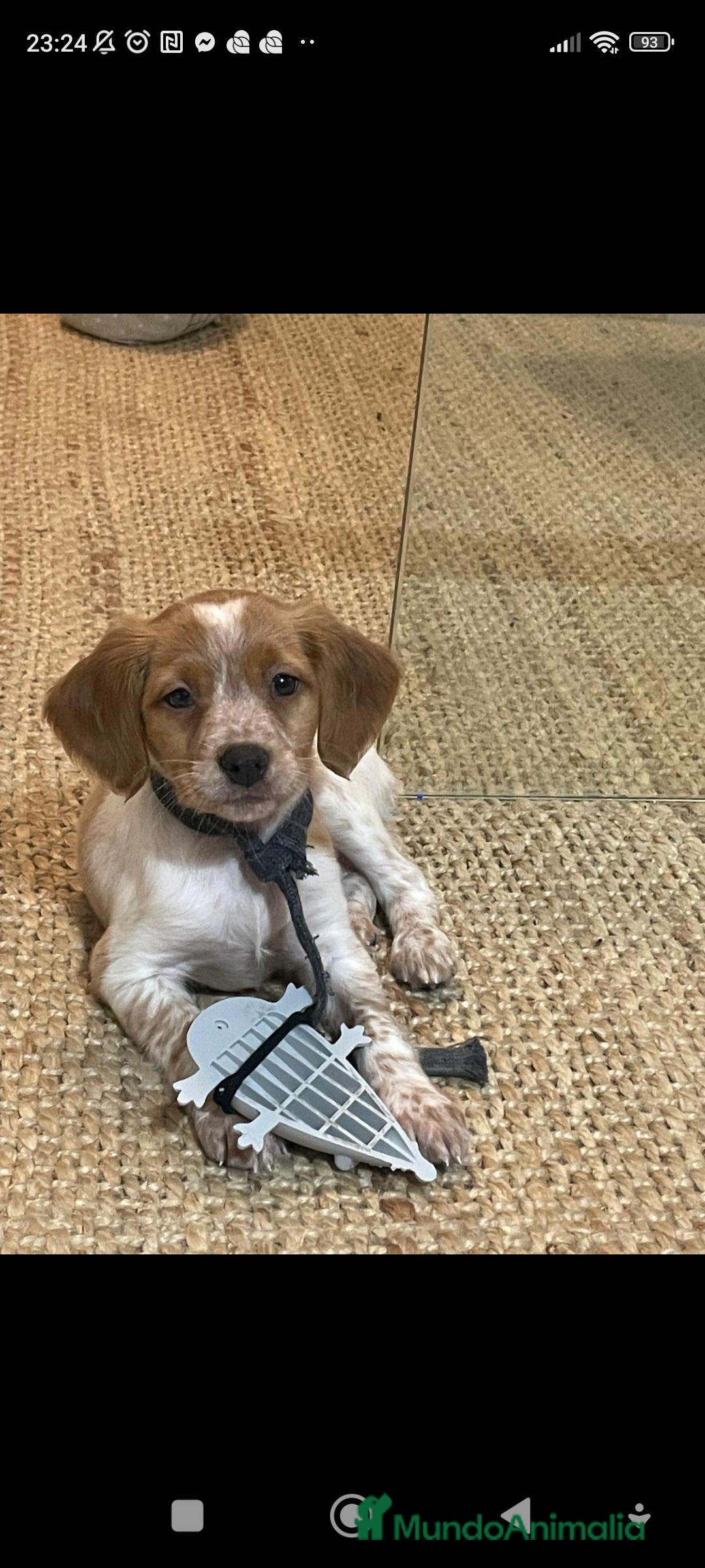 Épagneul Breton perros en venta: Cachorro Breton - Anuncio 2