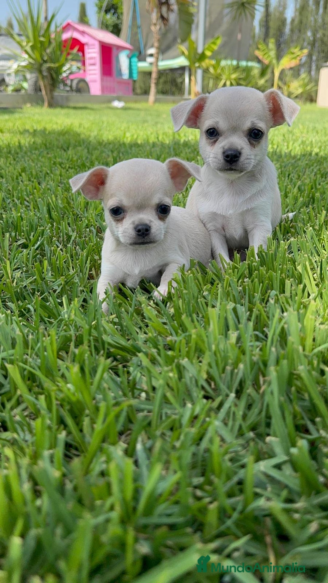 Chihuahua perros en venta: CHIHUAHUA MACHO - Imagen 16