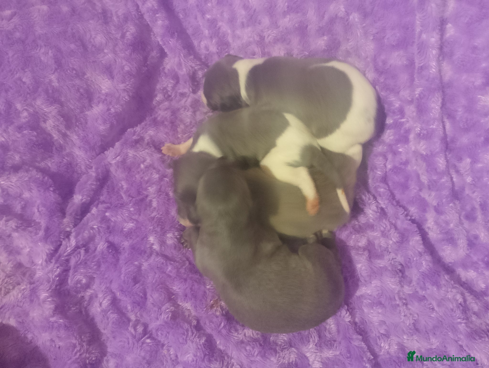 Raza Mixta perros  camada  whipper  - Anuncio 2