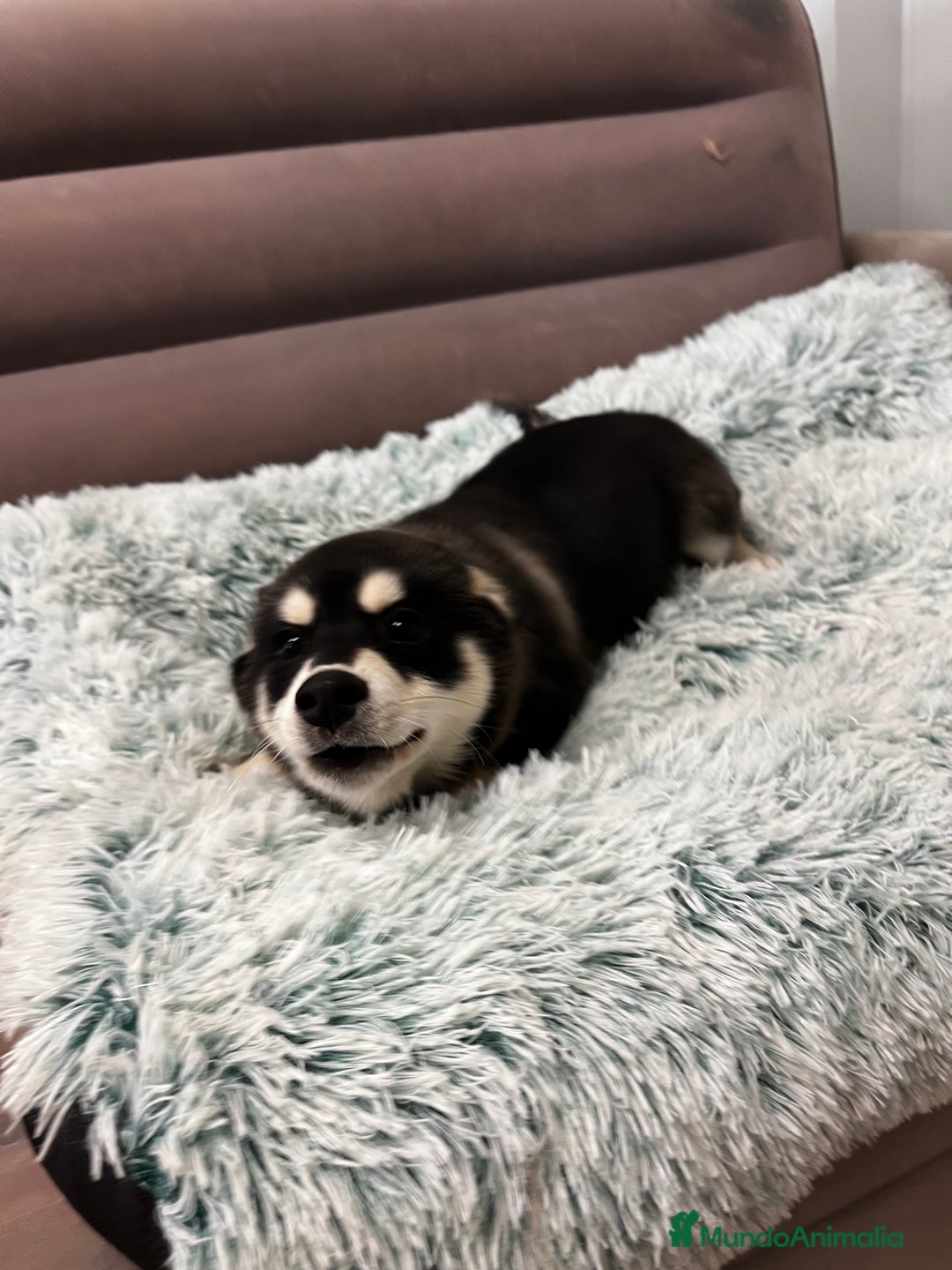 Pomsky perros en venta: Pomsky miniatura multigeneracional  - Anuncio 12