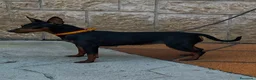 Pinscher Miniatura perros en venta: Pincher puros - Anuncio 4