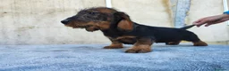 Teckel perros en venta: Teckel de pelo duro standar - Anuncio 2