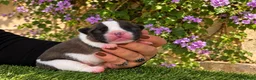 Bulldog Francés perros en venta: Cachorros de Bulldog Francés. - Anuncio 4