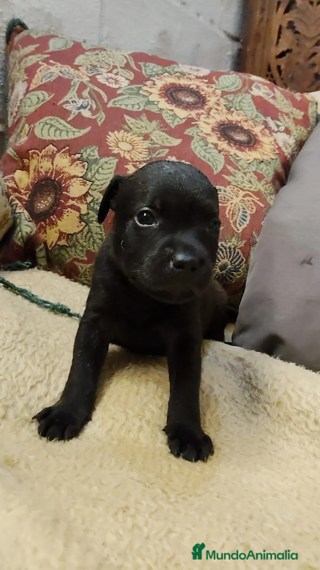 Staffordshire Bull Terrier perros en venta: Staffordshire bull terrier cachorros - Anuncio 5