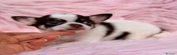 Chihuahua perros en venta: Hembra chihuahua 🐾 - Anuncio 7