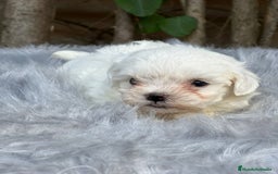 Bichón Maltés perros en venta: BICHÓN MALTES AMERICANO TOY - Imagen 5