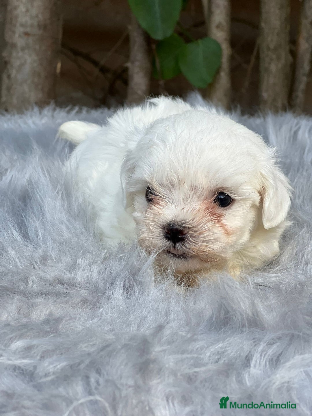 Bichón Maltés perros en venta: BICHÓN MALTES AMERICANO TOY - Imagen 5