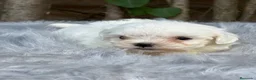 Bichón Maltés perros en venta: BICHÓN MALTES AMERICANO TOY - Anuncio 5