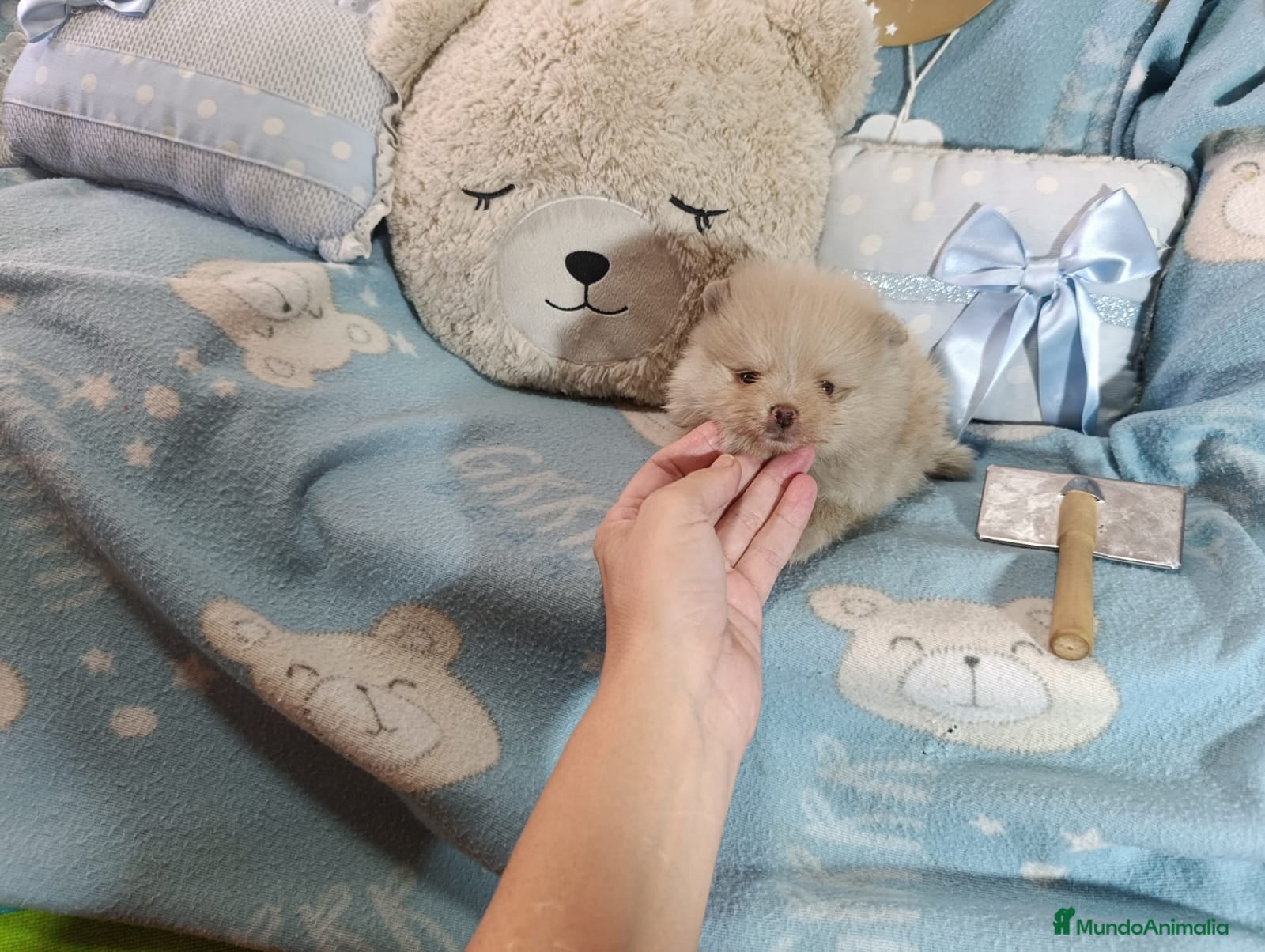 Pomerania perros Hembra pomerania ositos  - Anuncio 4