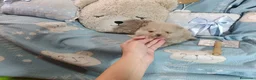 Pomerania perros en venta: Hembra pomerania ositos  - Anuncio 1
