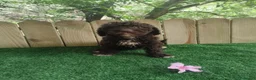 Perro de Agua Español perros en venta: Perro de agua Español  - Anuncio 7