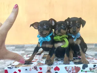 Ratón de Praga perros Ratón de Praga - Anuncio 1