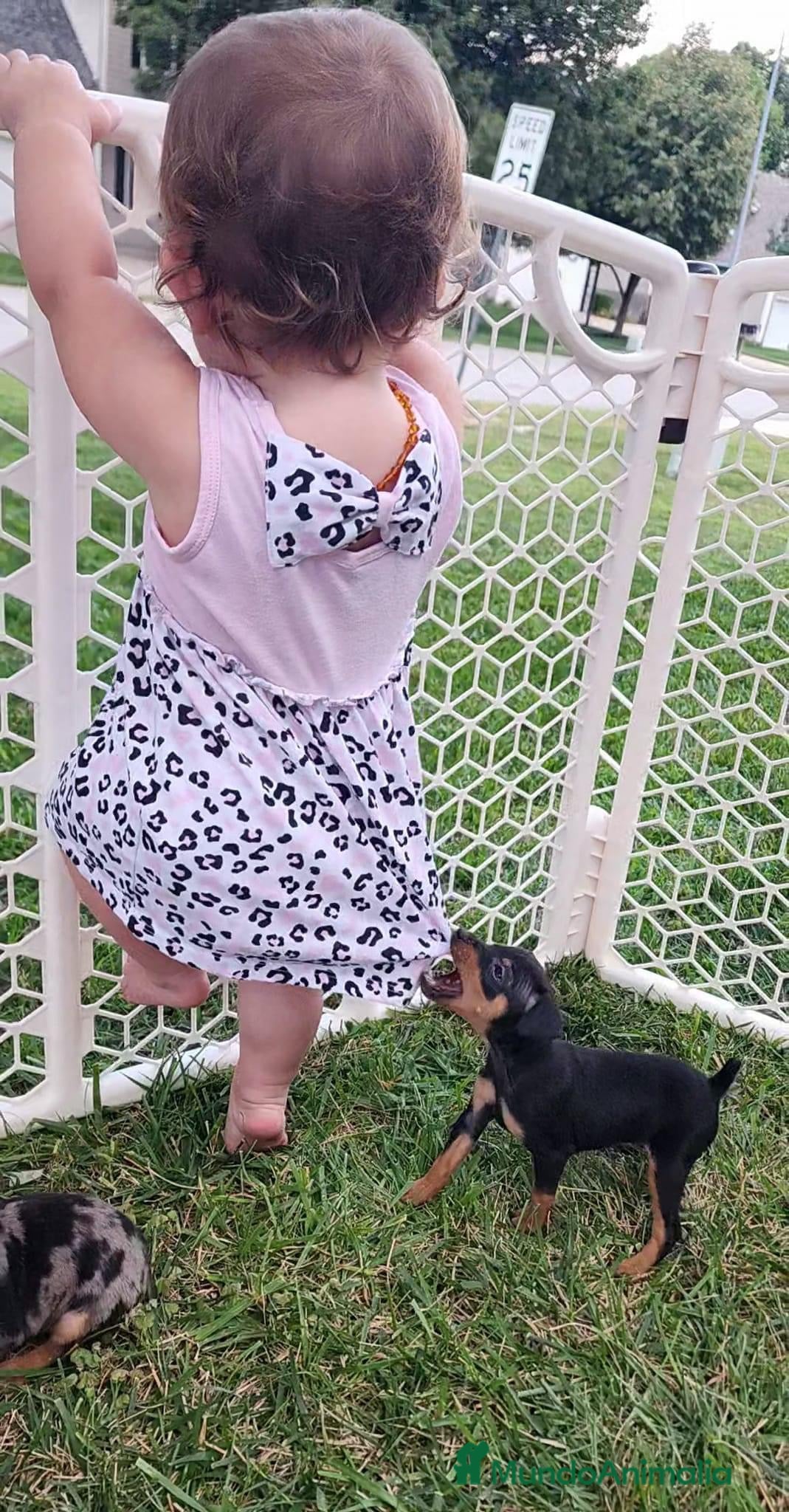 Pinscher Miniatura perros PINSCHER CORDOBA. - Anuncio 2