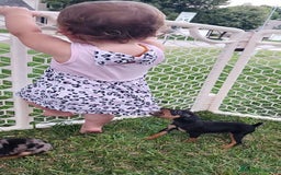 Pinscher Miniatura perros en venta: PINSCHER CORDOBA. - Imagen 2