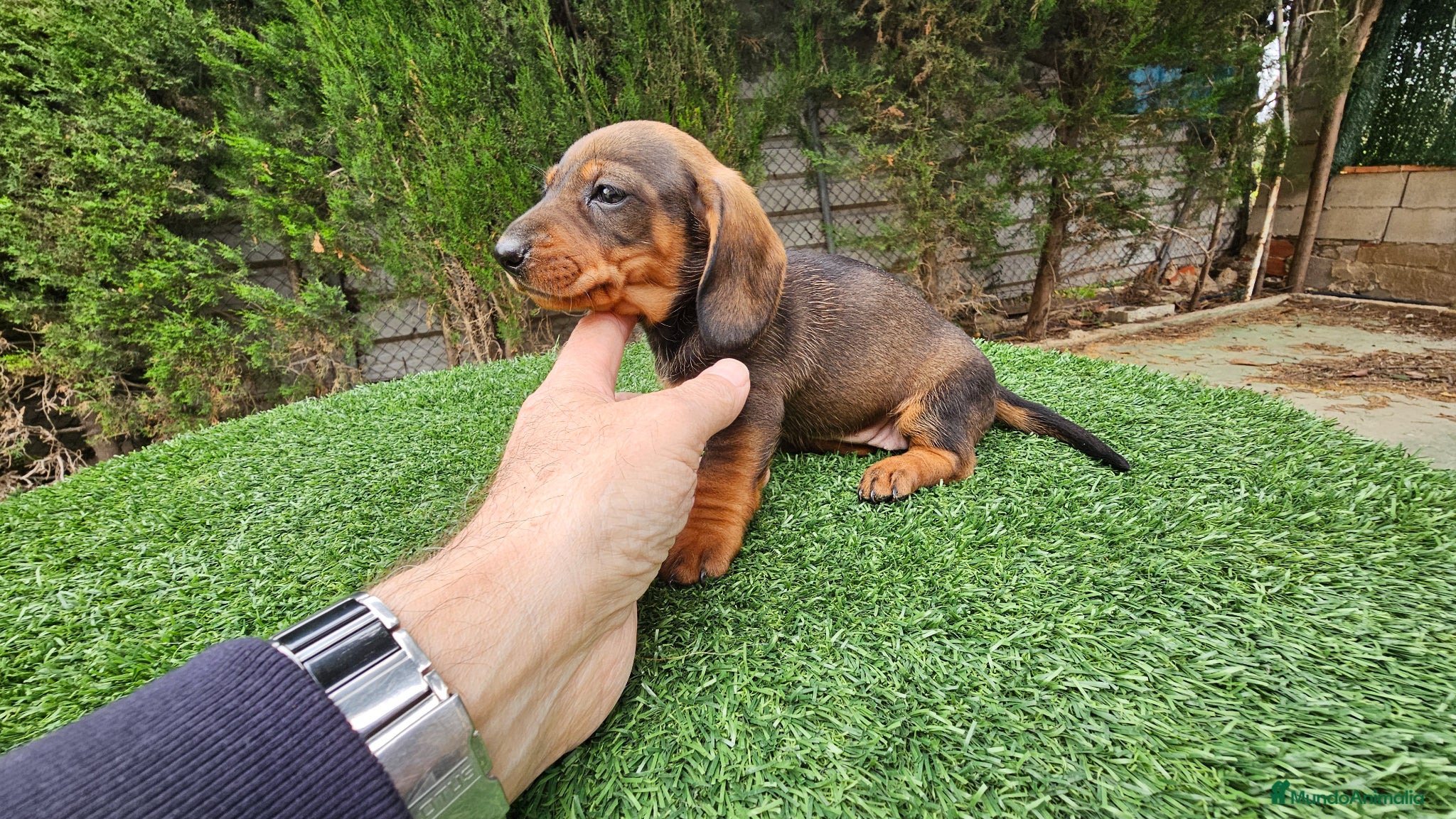 Teckel perros Teckel  kanichem...OFERTA  - Anuncio 1