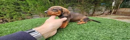Teckel perros en venta: Teckel  kanichem...OFERTA  - Anuncio 1
