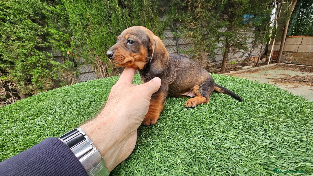 Teckel perros en venta: Teckel  kanichem...OFERTA  - Anuncio 1