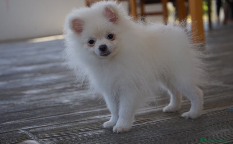 Pomerania perros - Anuncio 5