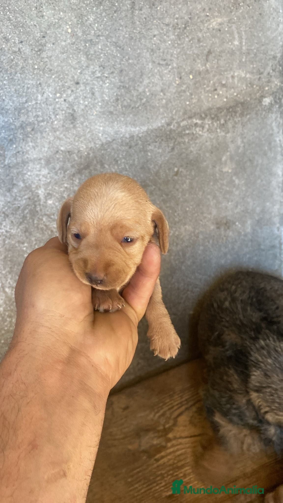 Teckel Miniatura perros Teckel pelo duro  - Anuncio 2