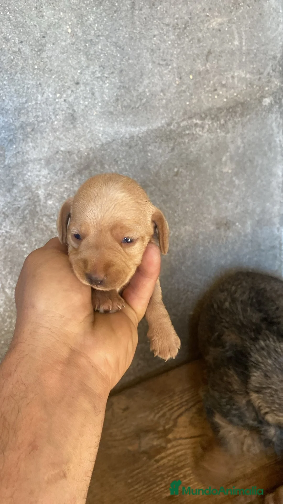 Teckel Miniatura perros en venta: Teckel pelo duro  - Anuncio 1