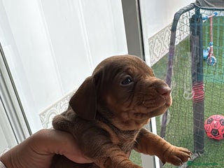 Teckel perros - Anuncio 17