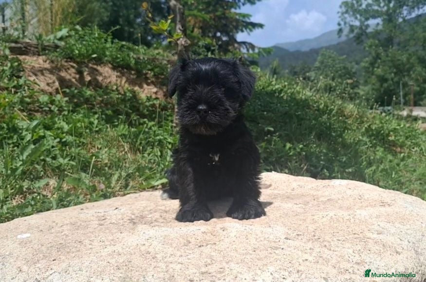 Schnauzer Miniatura perros SCHNAUZER MINIATURA MACHO - Anuncio 2