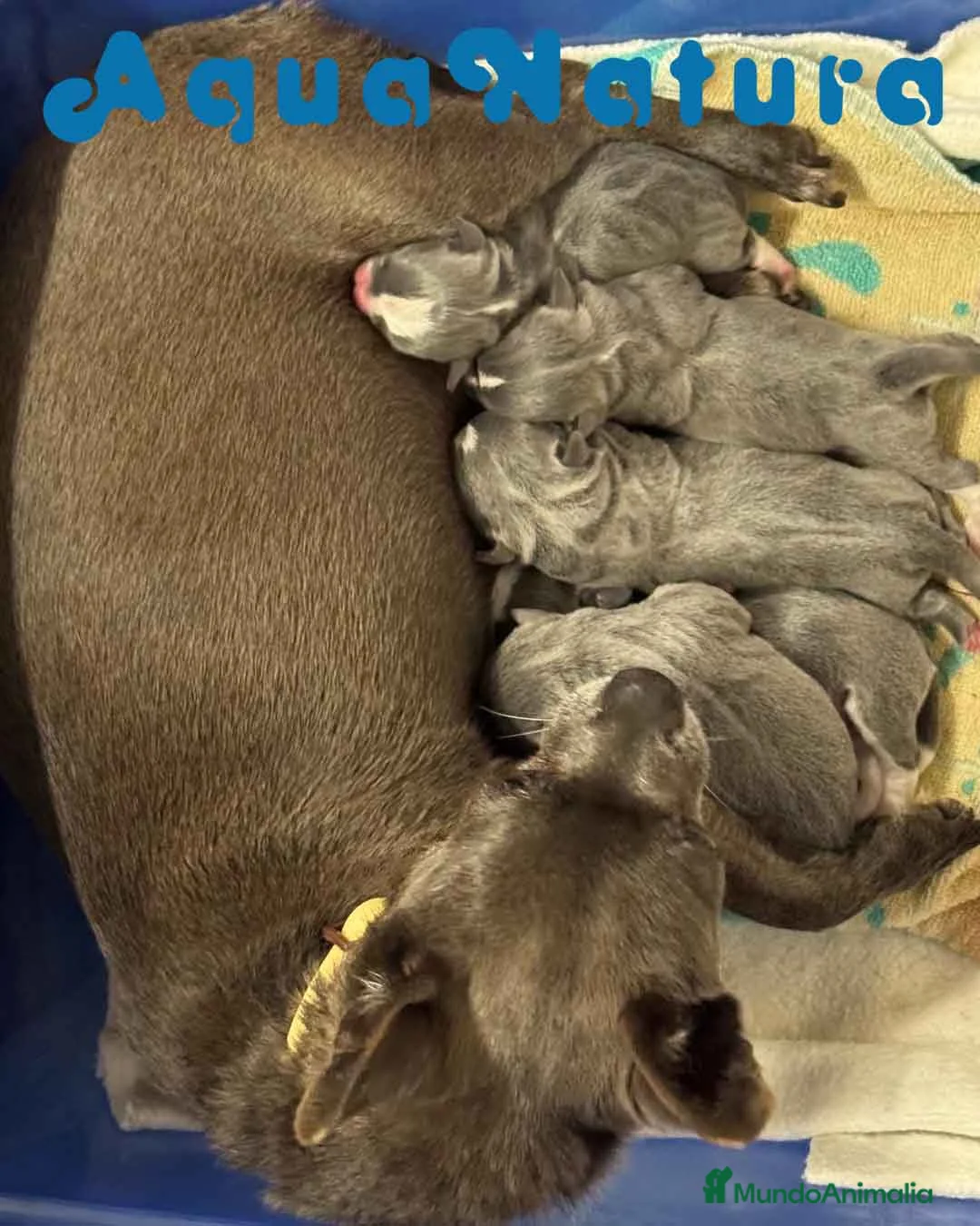Chihuahua perros en venta: Chihuahua Macho de Pam y Choco 1886 AQUANATURA - Anuncio 2