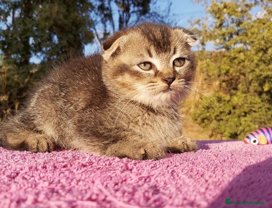 Scottish Fold gatos en venta: Scottish fold machito ojos verdes chinchilla - Anuncio 3