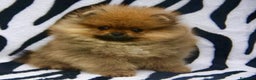 Pomerania perros en venta: POMERANIA EXCLUSIVOS /// en Badajoz - Anuncio 1