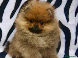 Pomerania perros en Badajoz - Anuncio 17
