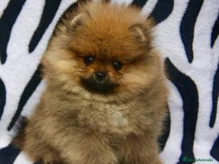 Pomerania perros POMERANIA EXCLUSIVOS /// en Badajoz - Anuncio 15