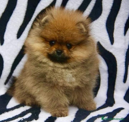 Pomerania perros en Badajoz - Anuncio 17
