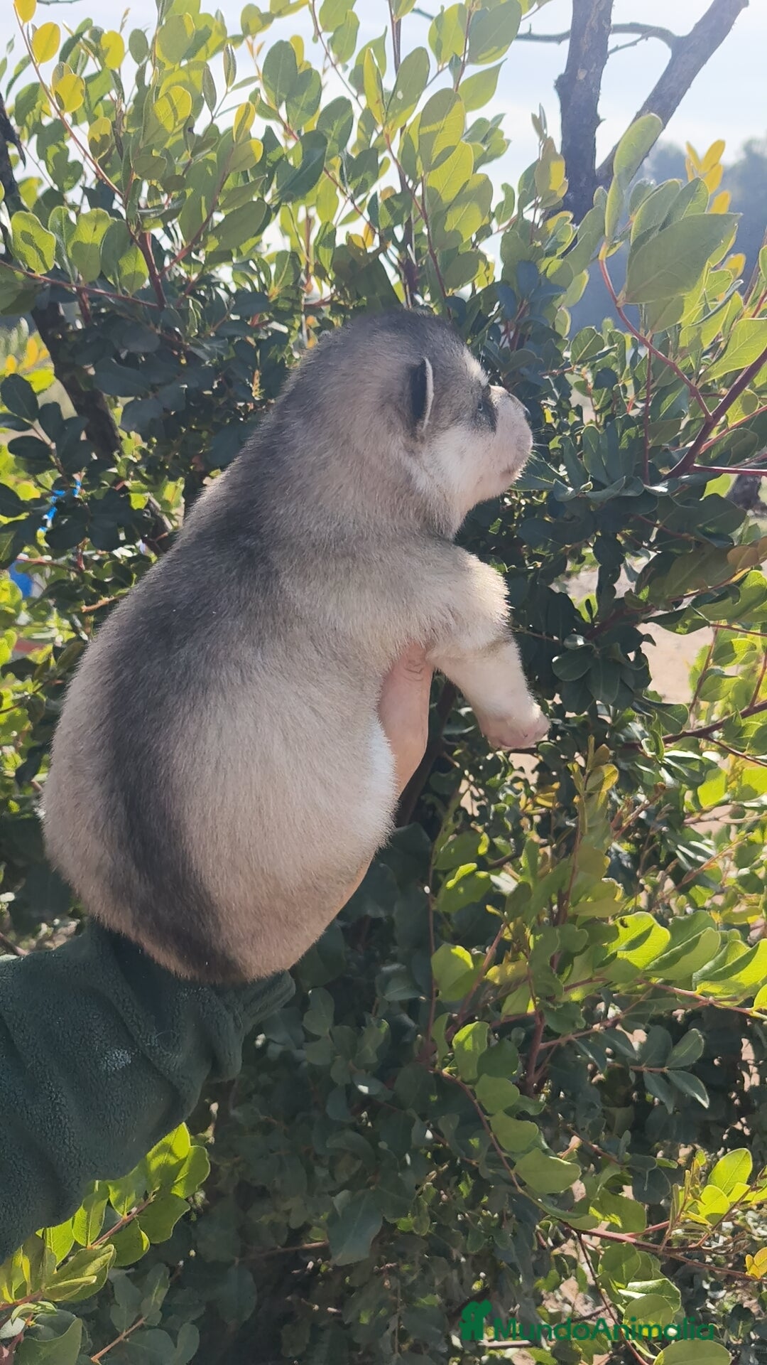 Husky Siberiano perros en venta: Husky SIBERIANO Macho y Hembra  - Anuncio 4