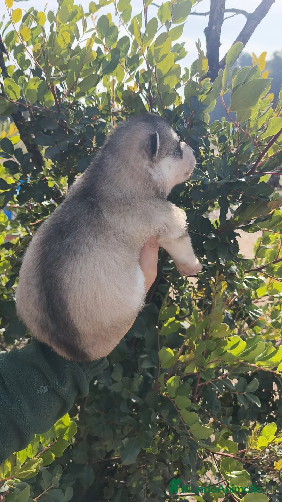 Husky Siberiano perros en venta: Husky SIBERIANO Macho y Hembra  - Anuncio 4